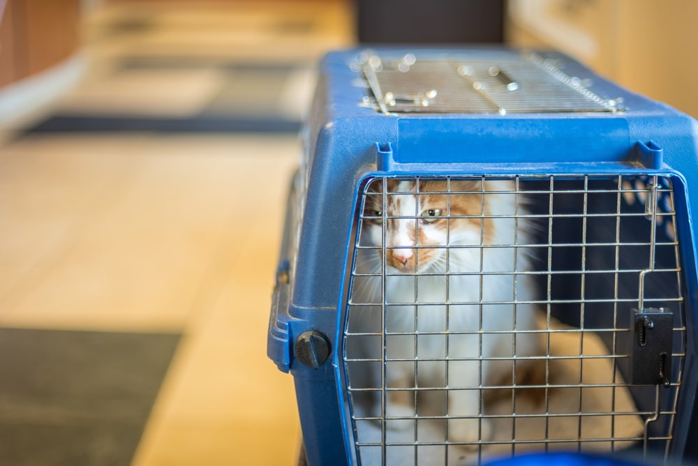 Día Mundial de la Esterilización - Último martes de Febrero